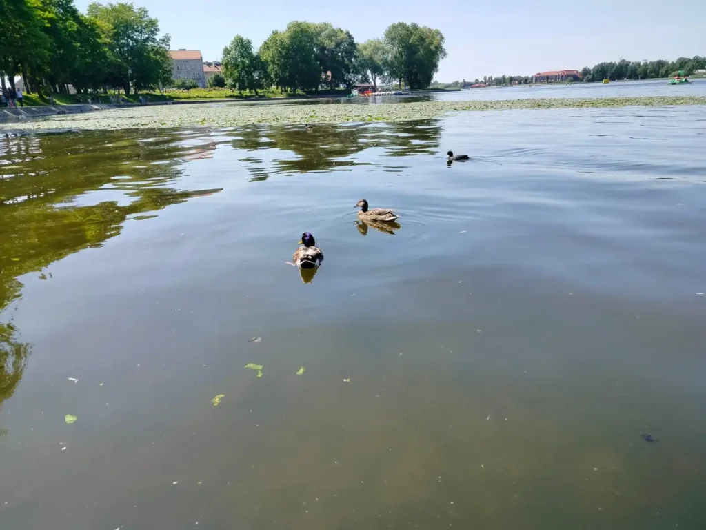 Zdjęcie pływających kaczek na jeziorze
