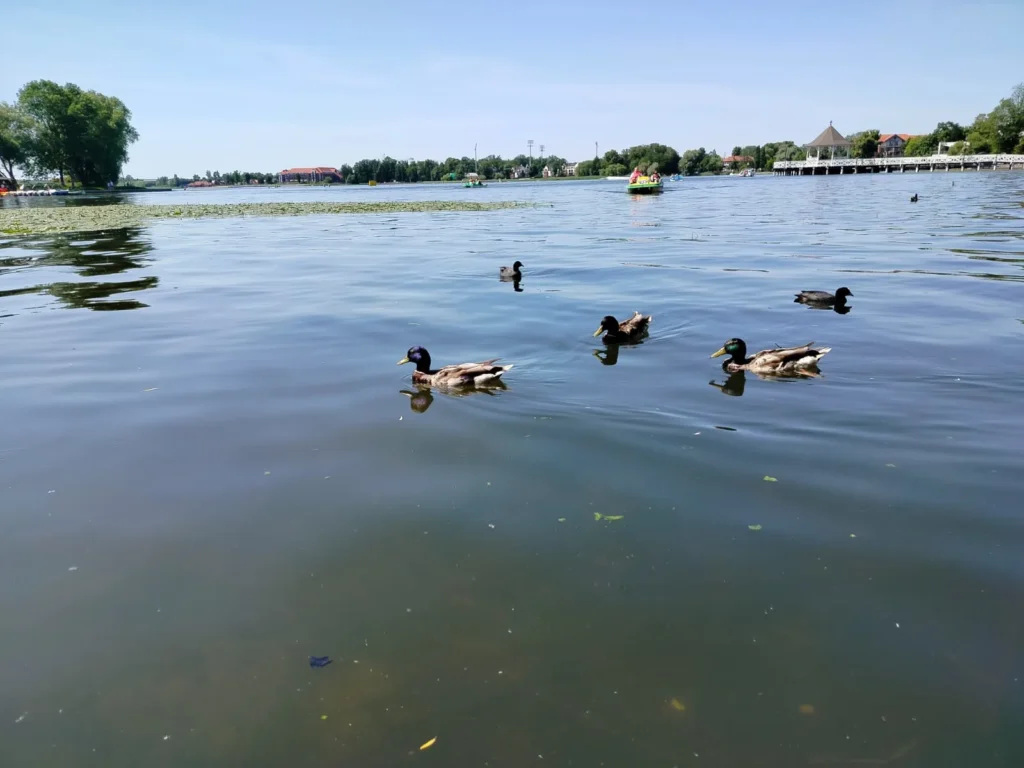 Zdjęcie pływających kaczek na jeziorze